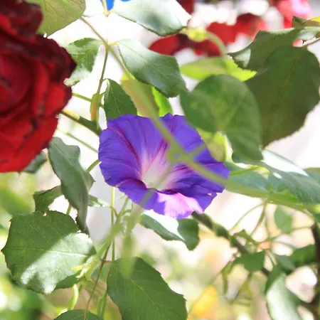 Vendégház And With Parking Space Tucepi, Makarska - 6901